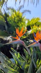 Claire Ying-Ying Chen