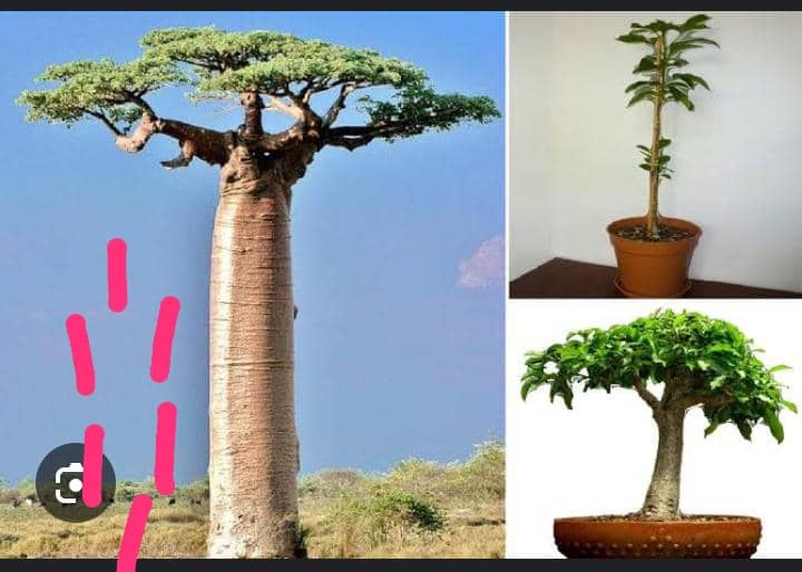 Ghislain Nzeza mbimba