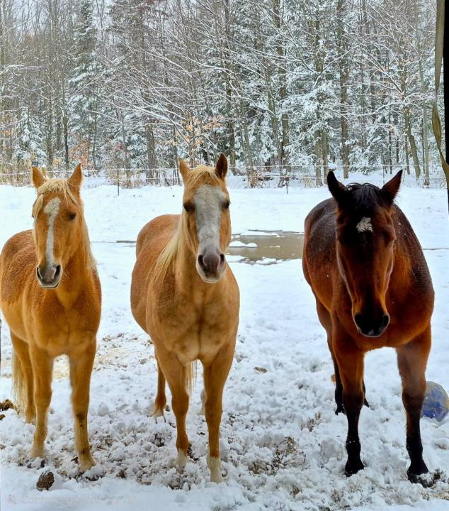 Annie-Pier Chapdelaine