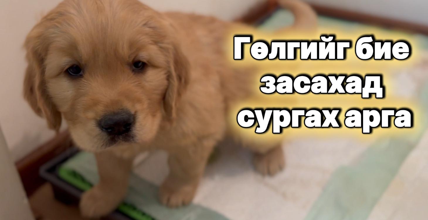 Анхлан тэжээж байгаа гөлөгөн нохойтой үе