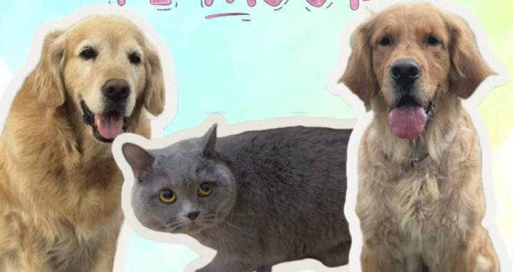 Primal Canine Mongolia