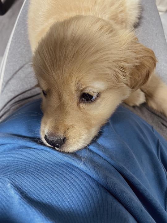 Amethyst_thegolden🐶🫶🏻
