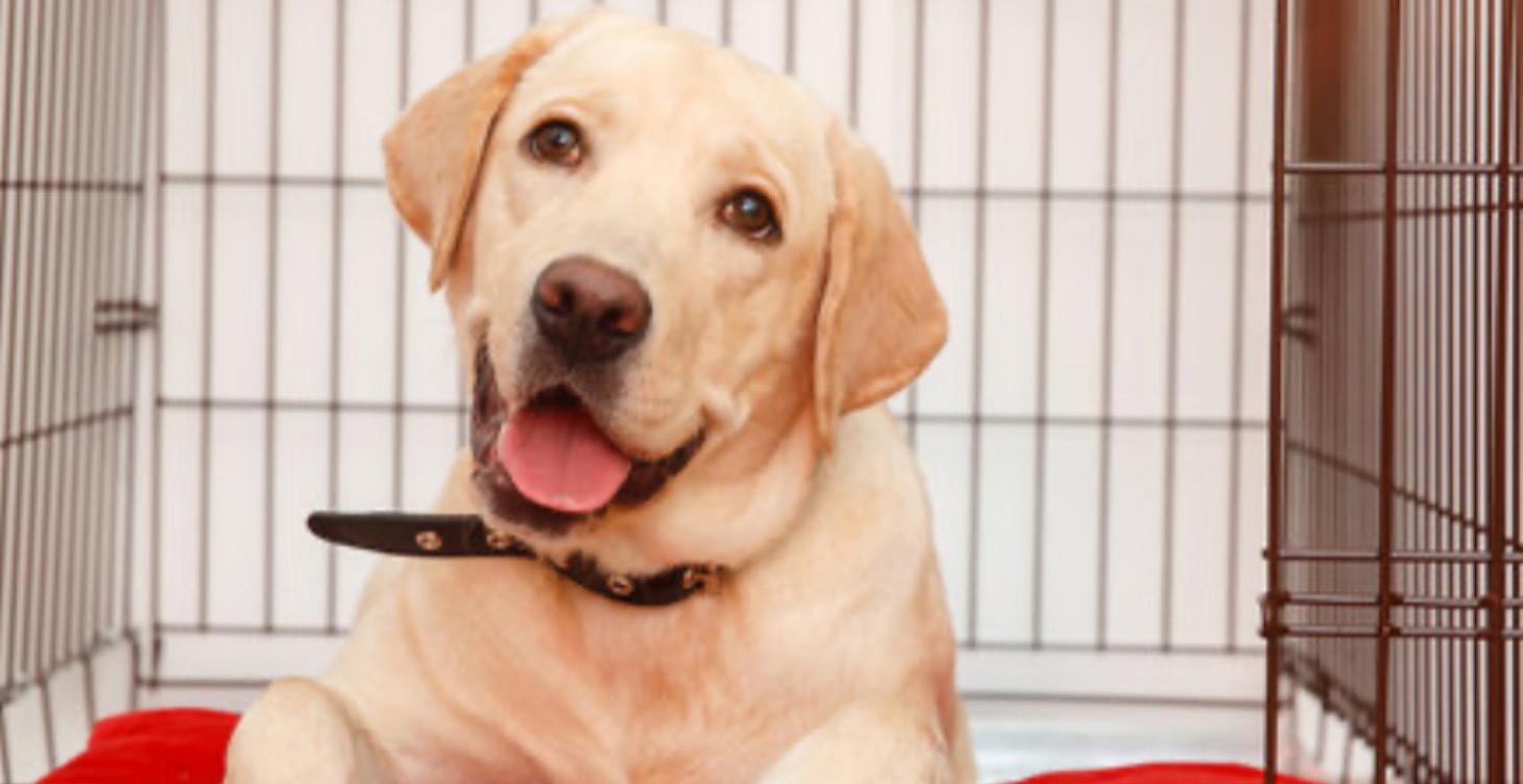 crate vs Gate vs free roam