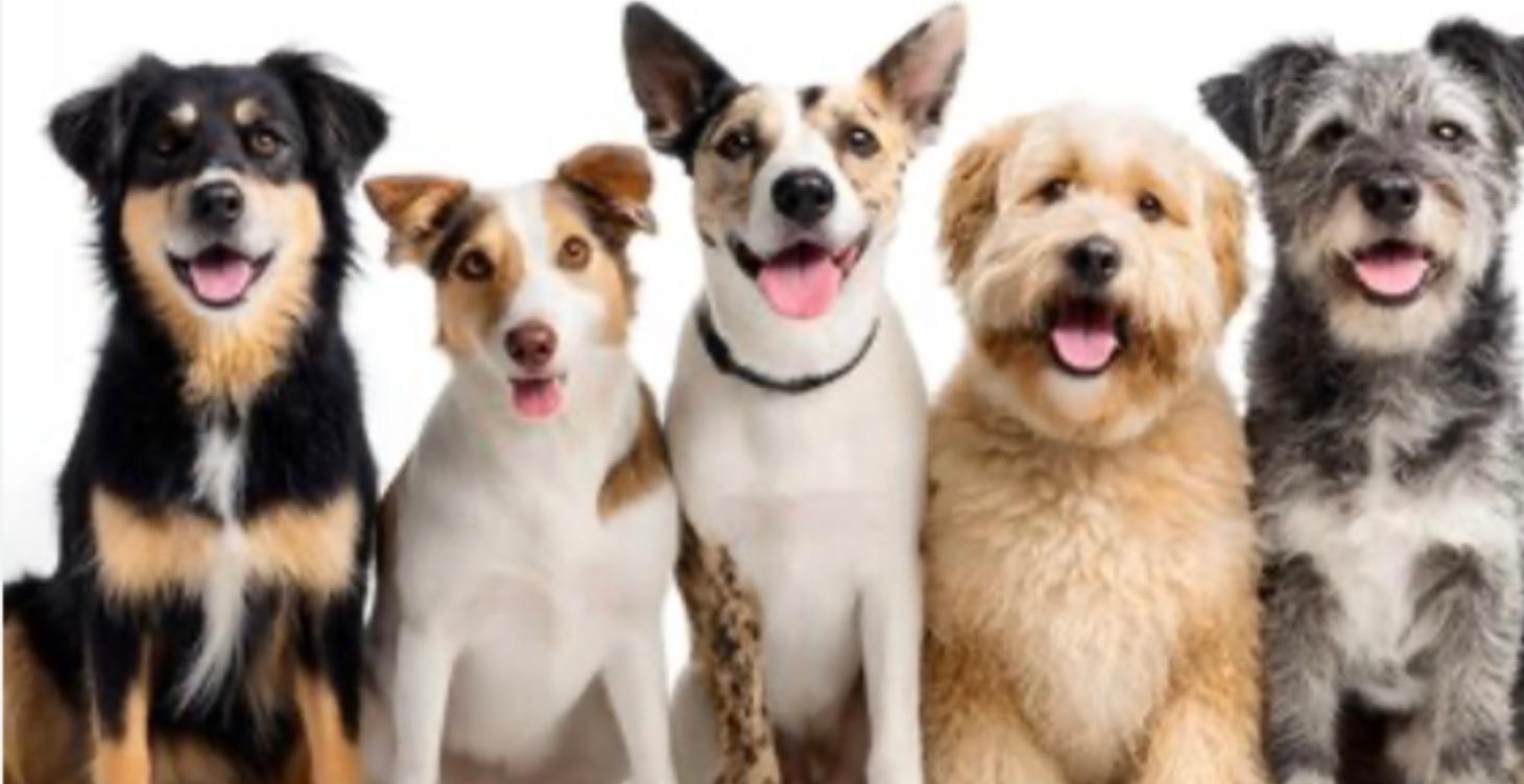 What kind of dog is right for you?????