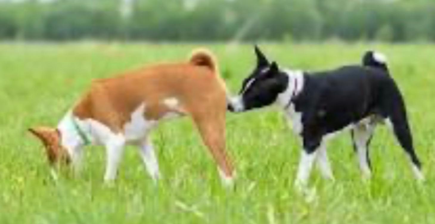 How to introduce your pup to the other pack member