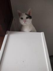 Lacey Komorowski
