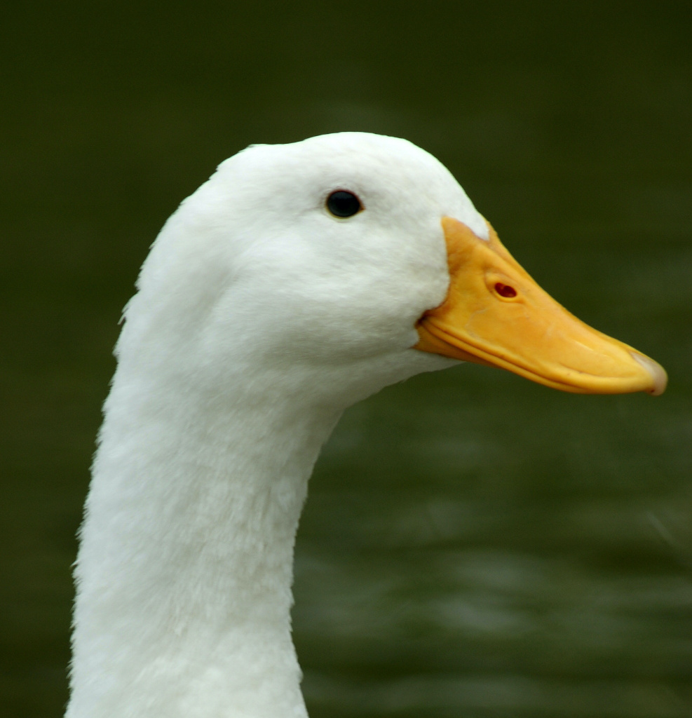 White Cyberduck