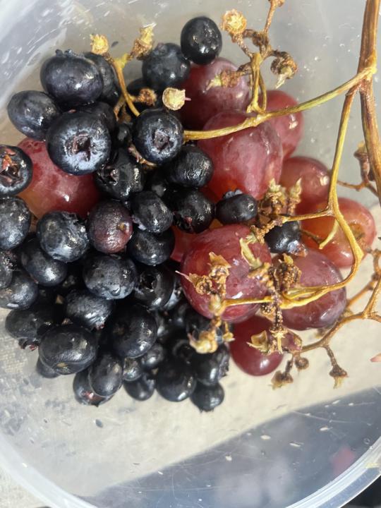 What I ate today 