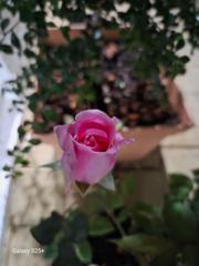 Saule Jackpot magnet