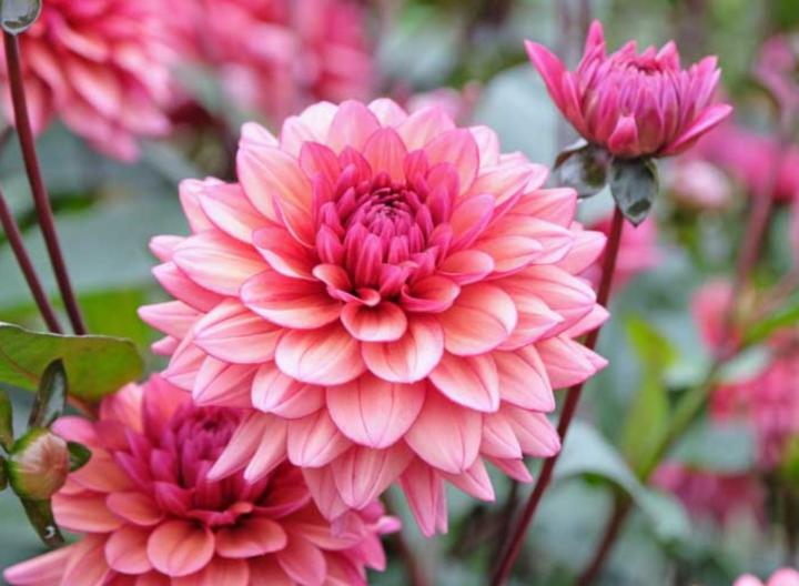 Dahlia Jacobs