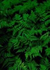 Lakshmi Sreya Rapolu