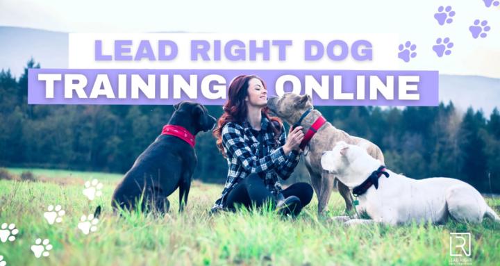 LEAD RIGHT DOG TRAINING ONLINE