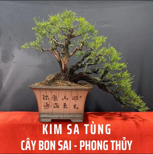 Kimsatung Website