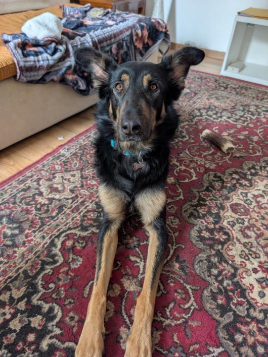 Andreas Mavromoustakis