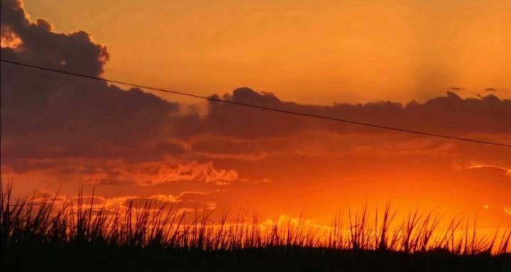 Wildacaciacollective