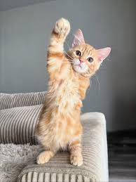 [更新]14天顯化挑戰正式上綫！！