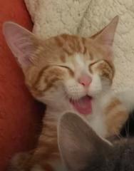 Sarai González Gutiérrez