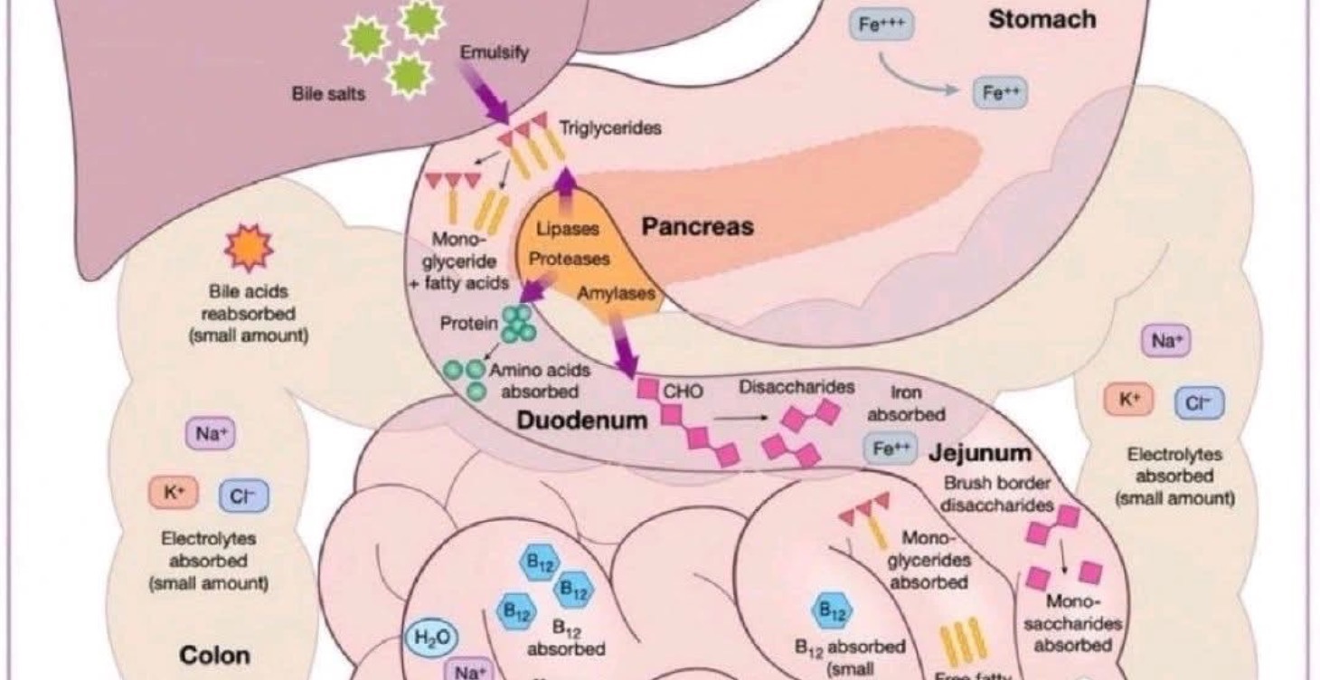 Gut Health and WHY Guts Matter?