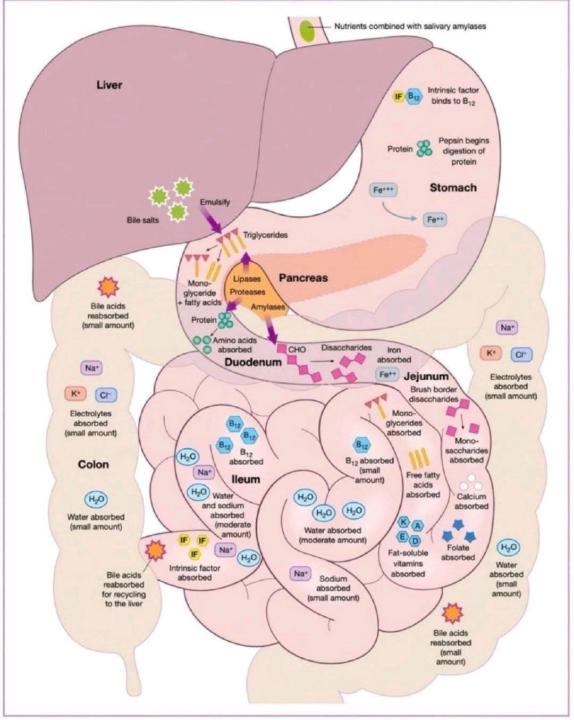 Why Gut Health Shapes Peptide Absorption