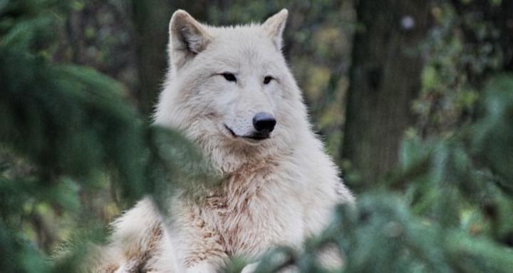 WIN WITH WOLVES