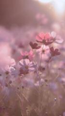 Amtul Noor