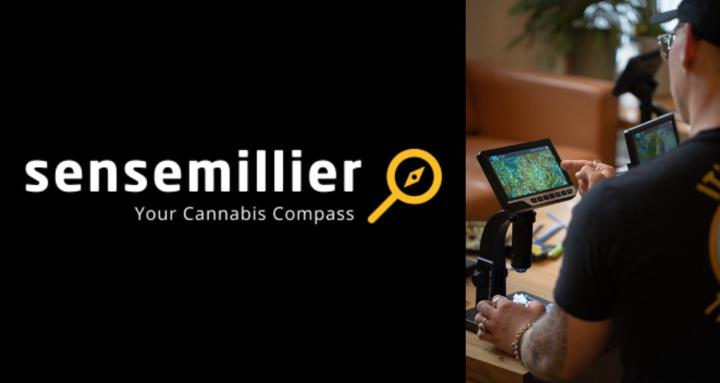 Cannabis Sensemillier