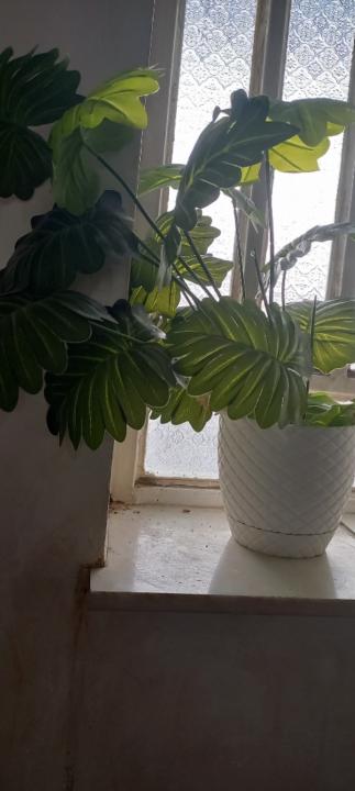 علی حاجی محمودیان
