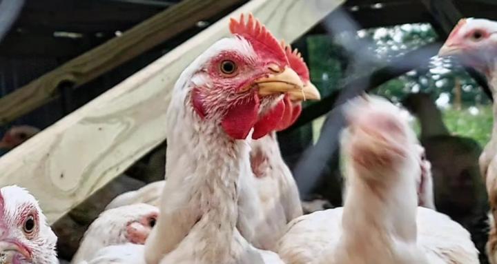 Regenerative Livestock 