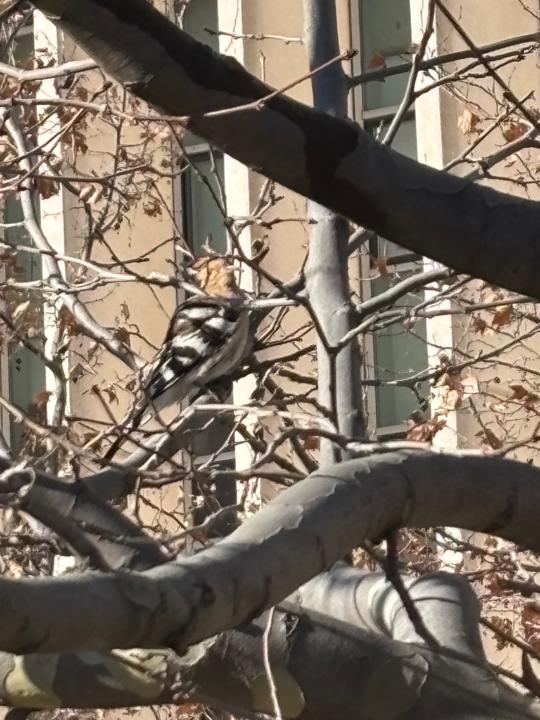 Angel Rodríguez Bautista