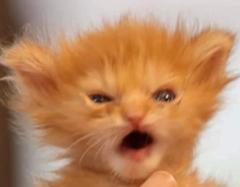 Hank Pym