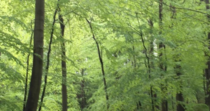 Trauma Recovery Circle