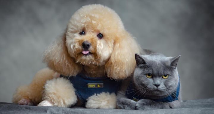 Pet Photo Enthusiasts