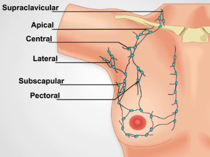 S.3 Día 19 Las axilas que desintoxican y cuidan los pechos