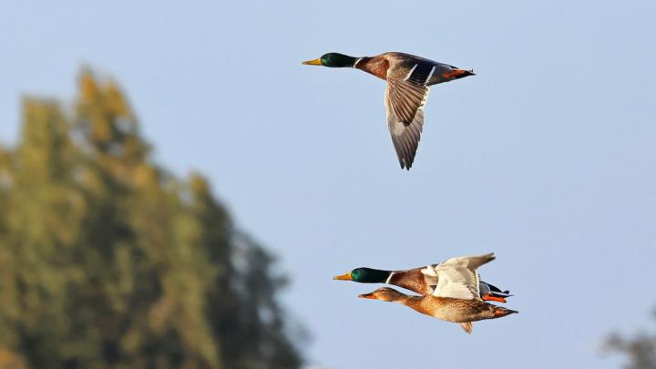 👨‍👨‍👧‍👦 19 Co-Creation: Adler und Ente - Der Beginn 👨‍👨‍👧‍👦