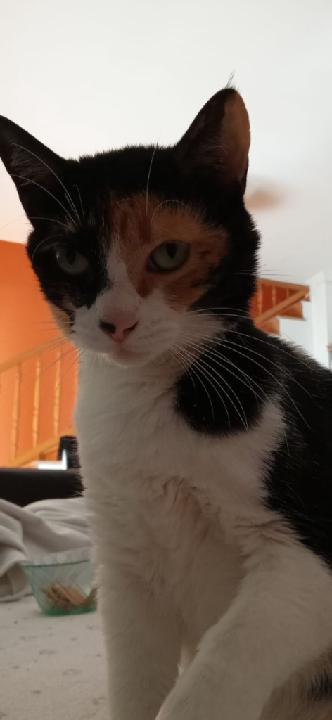 Florina Gina Todoran Strutan