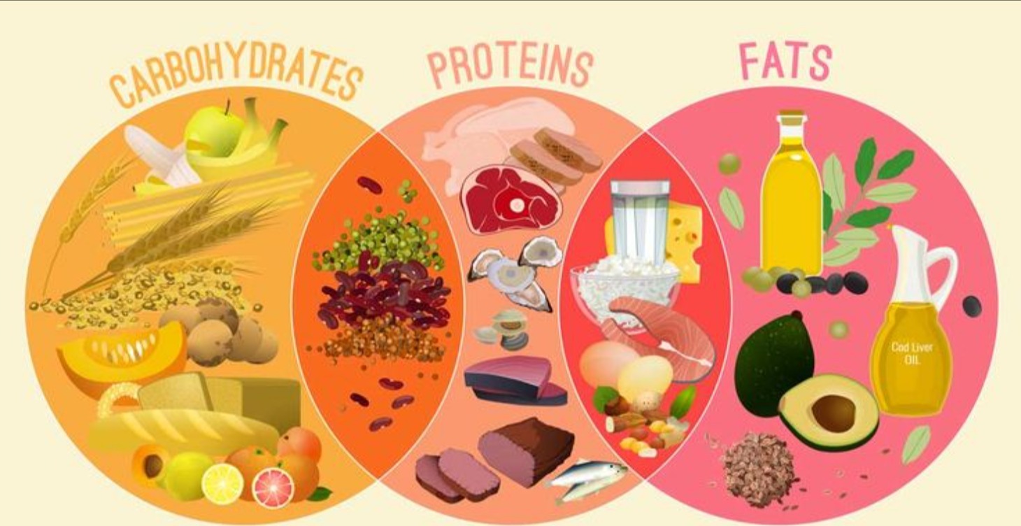 Introduction to Calorie and Macro Tracking