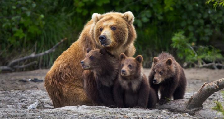 The Mama Bear Movement
