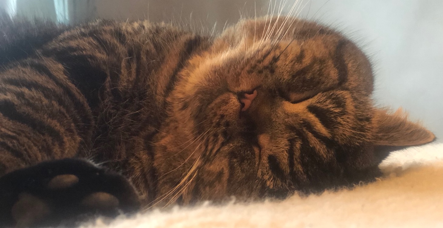 The Elixir of Cat Happiness – A Story to Discover