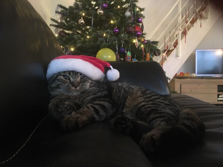 Warm Holiday Wishes from Our Happy Cats! 