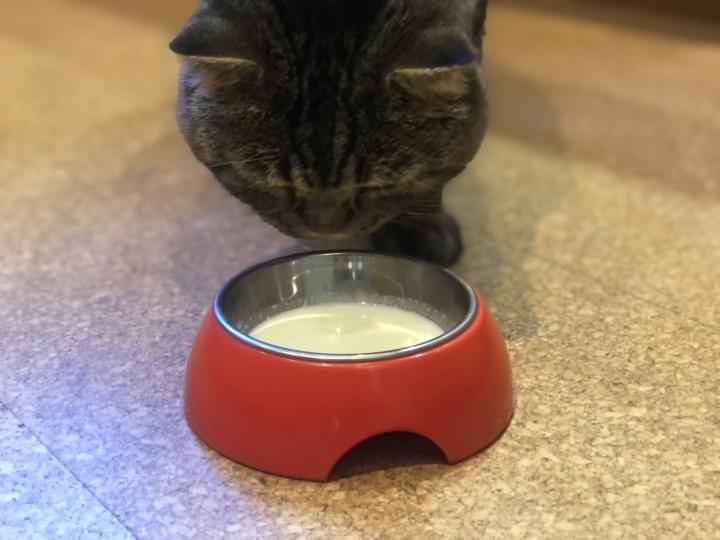 Which milk truly makes a cat happy – fresh farm milk, store-bought pasteurized milk, special “cat milk,” or maybe none at all?