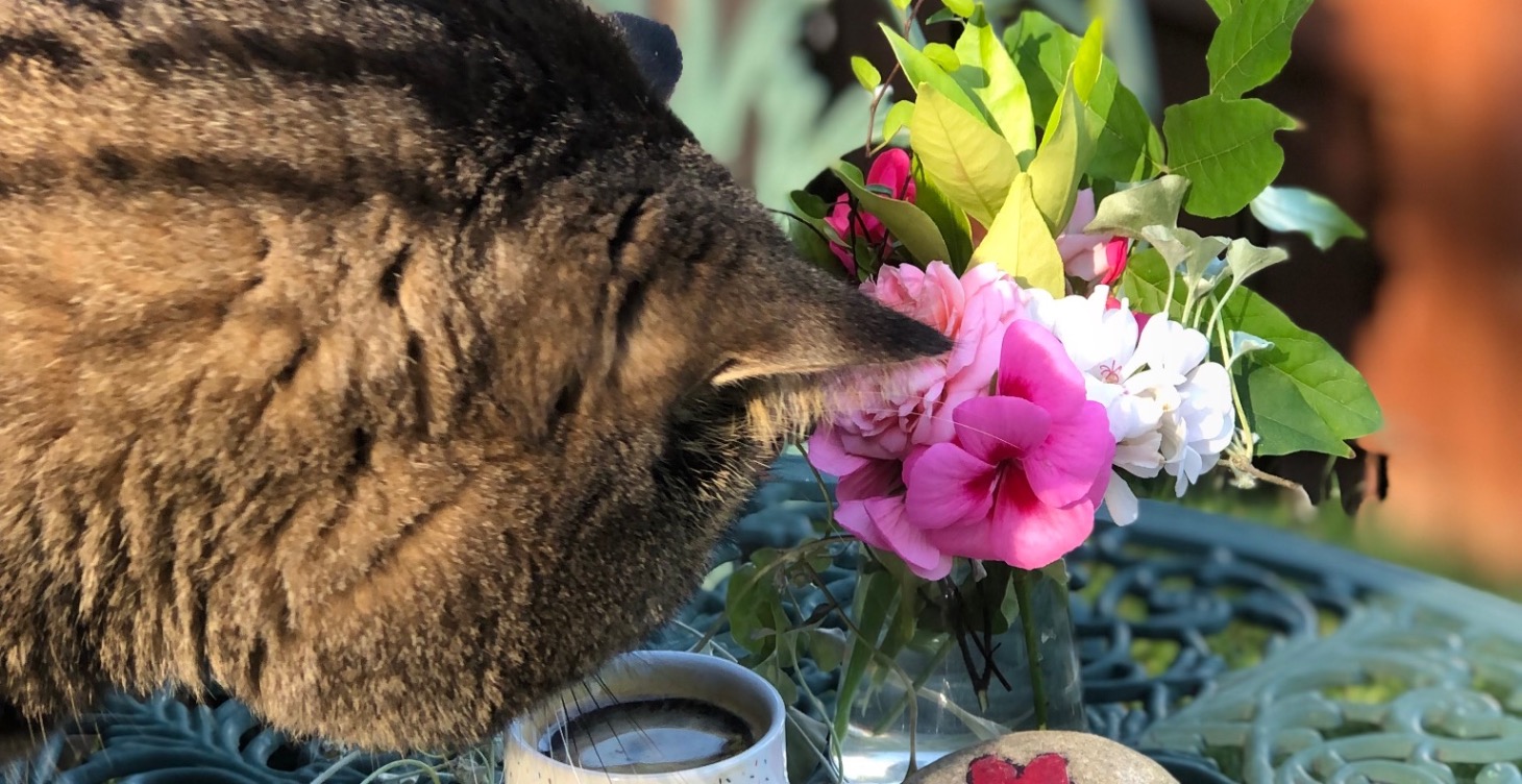Recipes for Happy Cats🐾🍽
