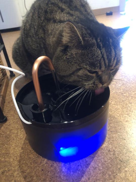 Does your cat prefer a water bowl or a running water fountain? 