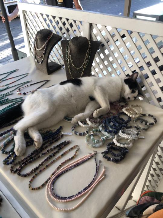 Do you have any photos of cats from your travels?