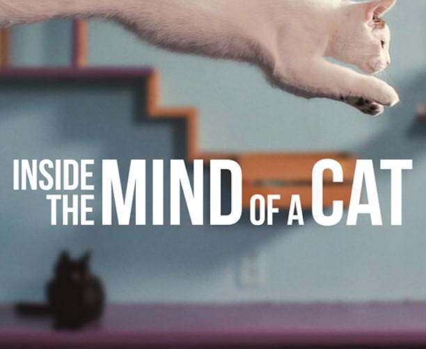 Inside the mind of a cat