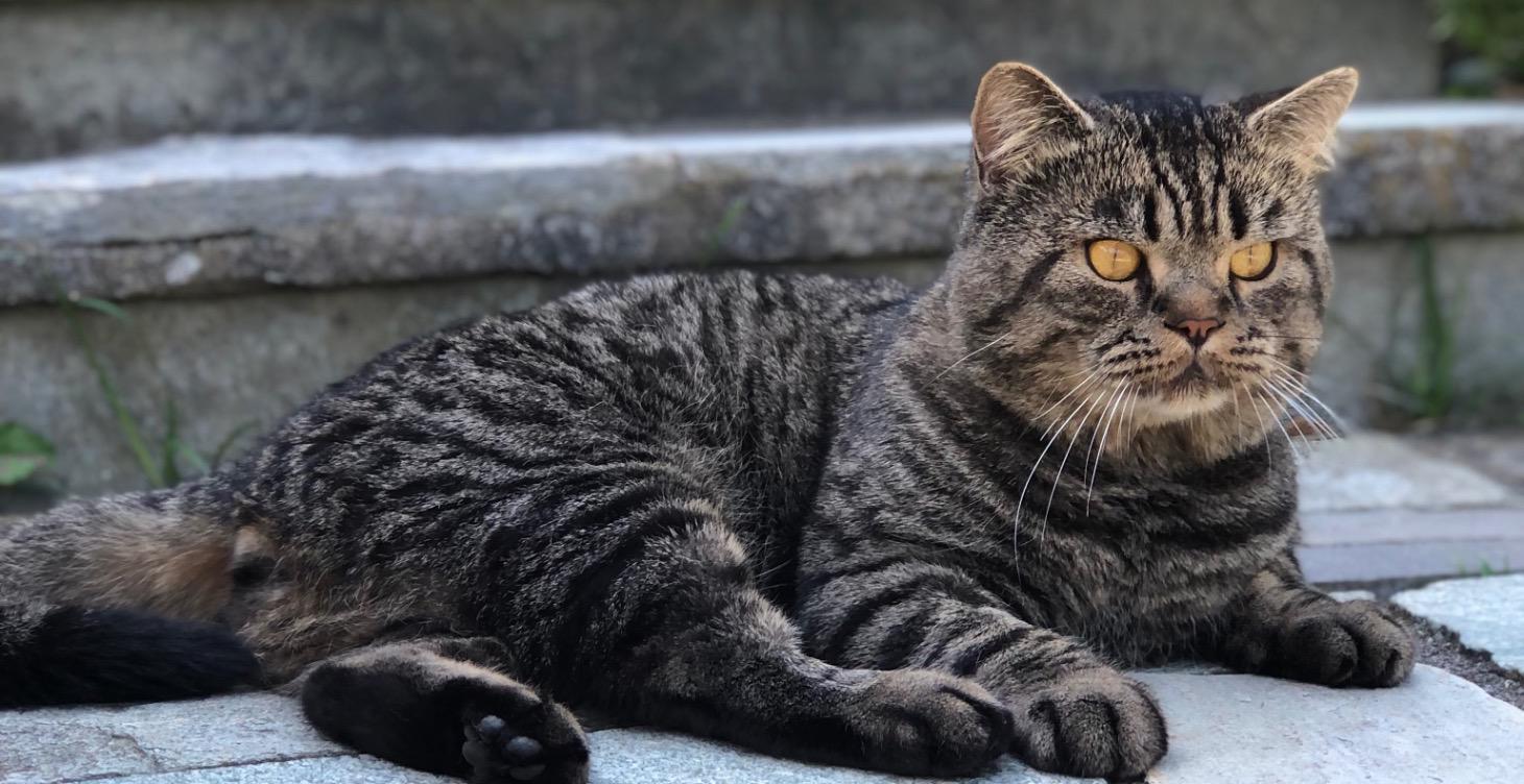 Inside the Happy Cats Tribe