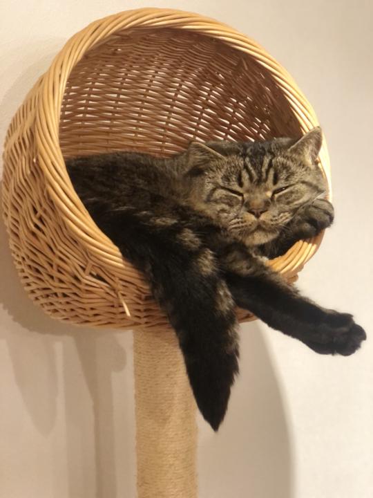 When Do you know it’s time to replace a cat tree?