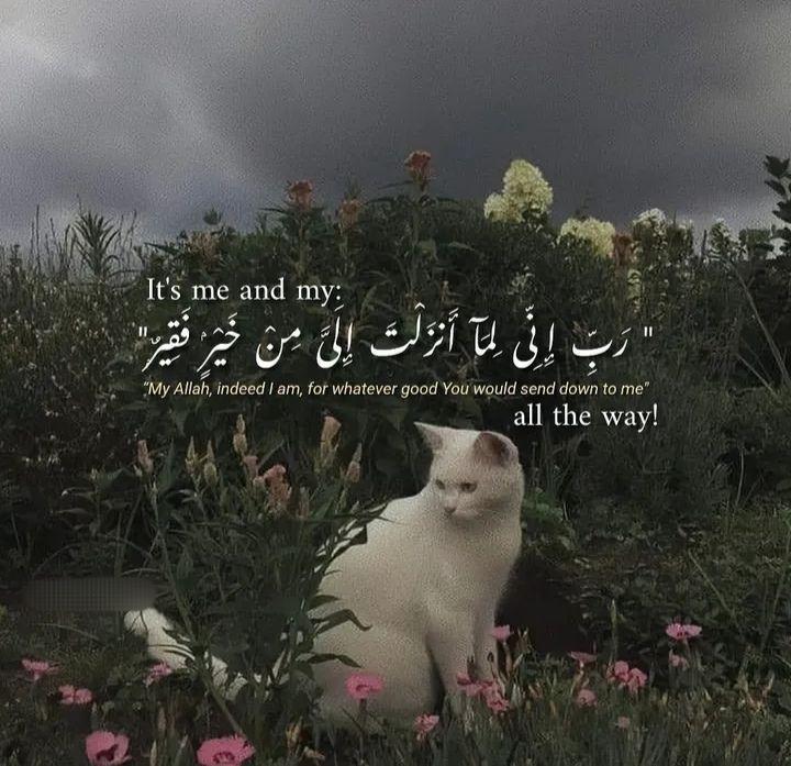 Sharmeen Zafar