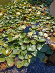 Mujawamungu Espérance