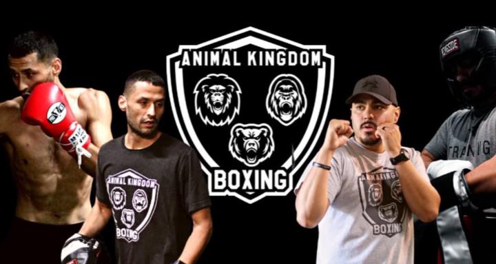 Animal Kingdom Boxers