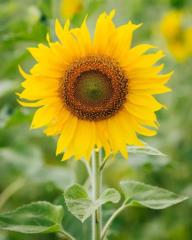Test Test